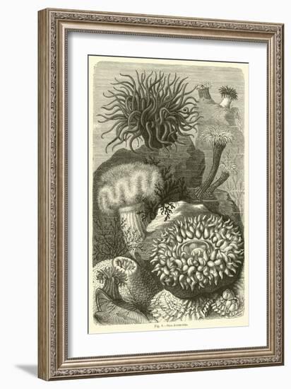 Sea-Anemones-null-Framed Giclee Print