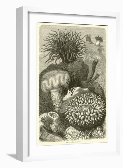 Sea-Anemones-null-Framed Giclee Print