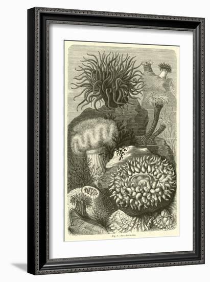 Sea-Anemones-null-Framed Giclee Print