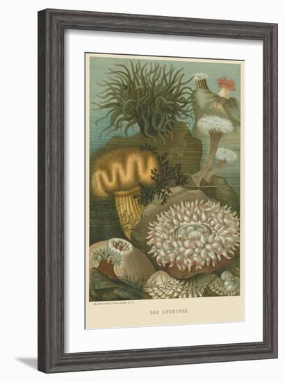 Sea Anemones--Framed Art Print