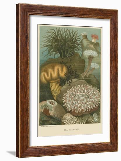 Sea Anemones--Framed Art Print