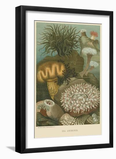 Sea Anemones-null-Framed Art Print