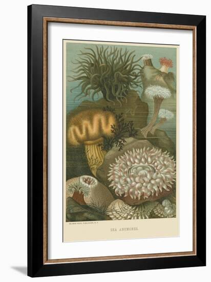 Sea Anemones-null-Framed Art Print