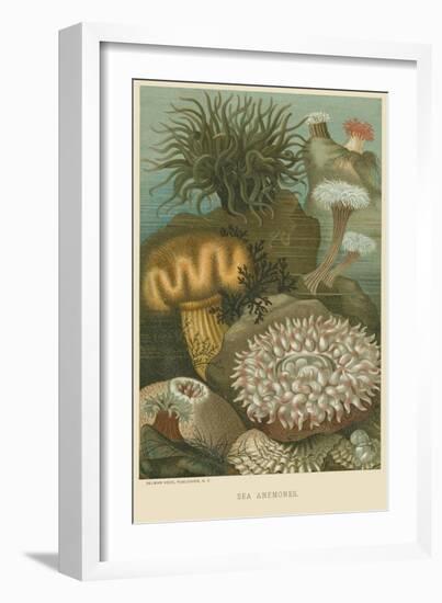 Sea Anemones--Framed Art Print