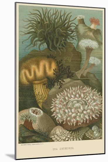 Sea Anemones-null-Mounted Art Print