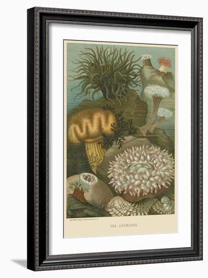 Sea Anemones-null-Framed Art Print
