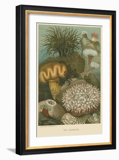 Sea Anemones-null-Framed Art Print