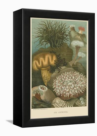 Sea Anemones-null-Framed Stretched Canvas