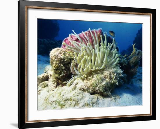 Sea Anenome, Caribbean Sea, Central America-Gavin Hellier-Framed Photographic Print