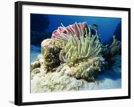 Sea Anenome, Caribbean Sea, Central America-Gavin Hellier-Framed Photographic Print