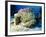 Sea Anenome, Caribbean Sea, Central America-Gavin Hellier-Framed Photographic Print