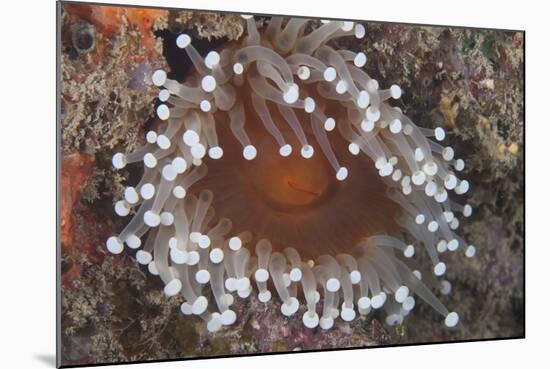 Sea Anenome in the Beqa Lagoon Reef, Fiji-Stocktrek Images-Mounted Photographic Print