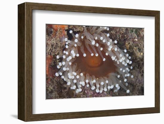 Sea Anenome in the Beqa Lagoon Reef, Fiji-Stocktrek Images-Framed Photographic Print