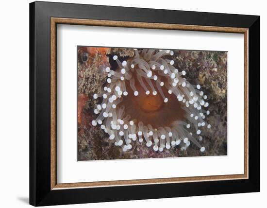 Sea Anenome in the Beqa Lagoon Reef, Fiji-Stocktrek Images-Framed Photographic Print