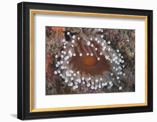 Sea Anenome in the Beqa Lagoon Reef, Fiji-Stocktrek Images-Framed Photographic Print