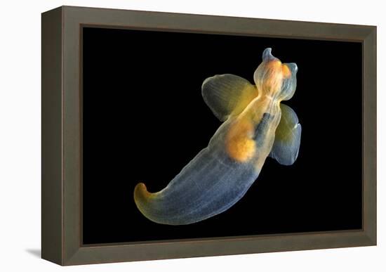 Sea Angel-Alexander Semenov-Framed Premier Image Canvas