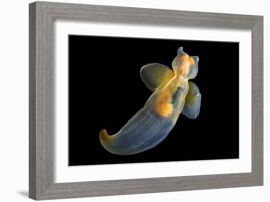 Sea Angel-Alexander Semenov-Framed Photographic Print