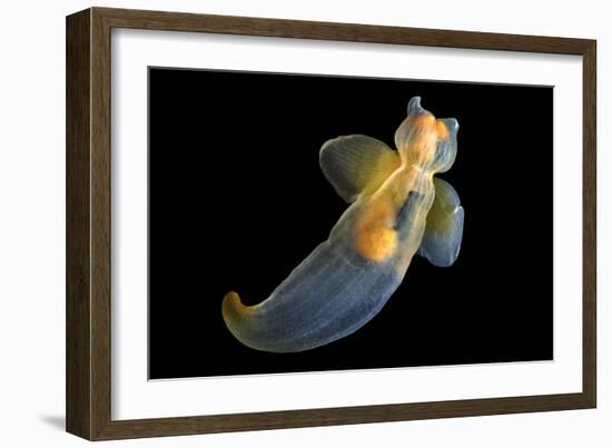 Sea Angel-Alexander Semenov-Framed Photographic Print