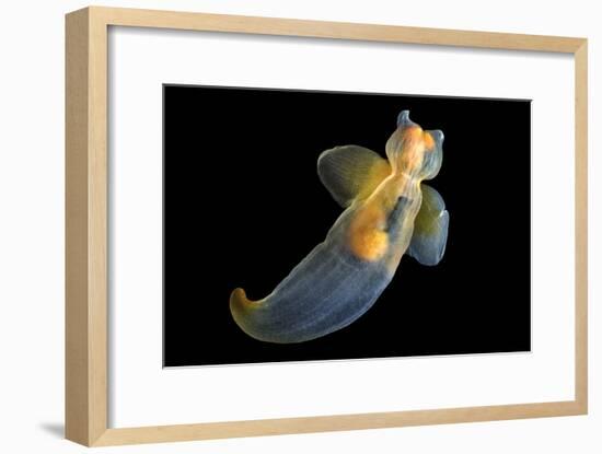 Sea Angel-Alexander Semenov-Framed Photographic Print