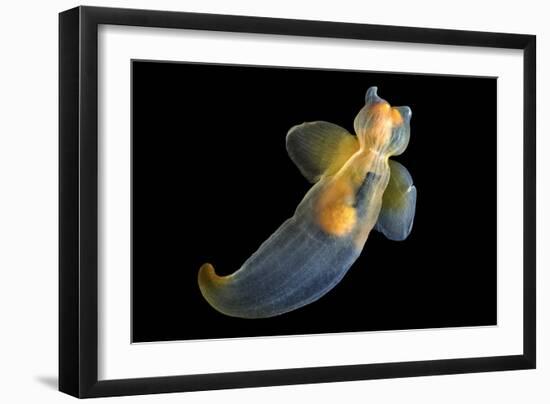 Sea Angel-Alexander Semenov-Framed Photographic Print