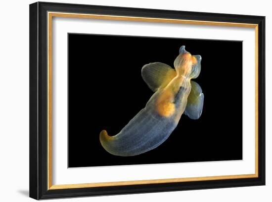 Sea Angel-Alexander Semenov-Framed Photographic Print