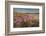 Sea Asters (Tripolium pannonicum) in flower in spring in dunes in Pentle Bay-Nigel Hicks-Framed Photographic Print