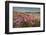 Sea Asters (Tripolium pannonicum) in flower in spring in dunes in Pentle Bay-Nigel Hicks-Framed Photographic Print