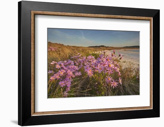 Sea Asters (Tripolium pannonicum) in flower in spring in dunes in Pentle Bay-Nigel Hicks-Framed Photographic Print