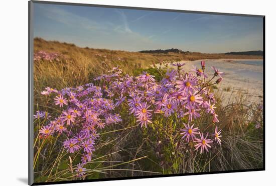 Sea Asters (Tripolium pannonicum) in flower in spring in dunes in Pentle Bay-Nigel Hicks-Mounted Photographic Print