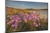 Sea Asters (Tripolium pannonicum) in flower in spring in dunes in Pentle Bay-Nigel Hicks-Mounted Photographic Print