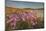 Sea Asters (Tripolium pannonicum) in flower in spring in dunes in Pentle Bay-Nigel Hicks-Mounted Photographic Print