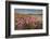 Sea Asters (Tripolium pannonicum) in flower in spring in dunes in Pentle Bay-Nigel Hicks-Framed Photographic Print