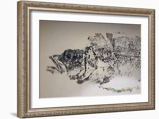 Sea Bass, 2020, Ink on Tracing Paper-jocasta shakespeare-Framed Giclee Print