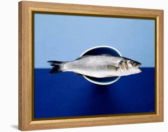 Sea Bass in a Bowl-Luzia Ellert-Framed Premier Image Canvas