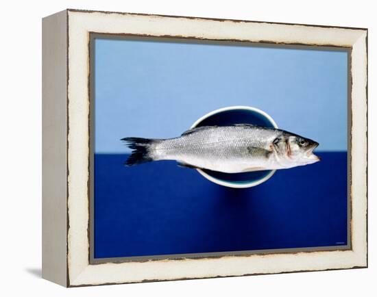 Sea Bass in a Bowl-Luzia Ellert-Framed Premier Image Canvas