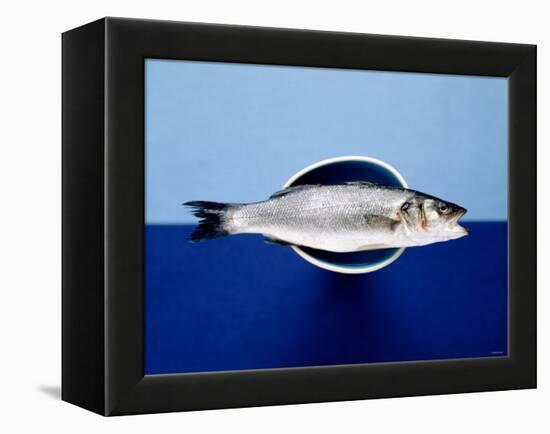 Sea Bass in a Bowl-Luzia Ellert-Framed Premier Image Canvas