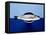 Sea Bass in a Bowl-Luzia Ellert-Framed Premier Image Canvas