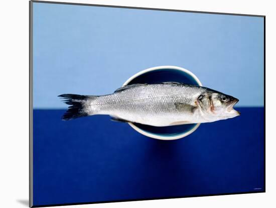 Sea Bass in a Bowl-Luzia Ellert-Mounted Photographic Print