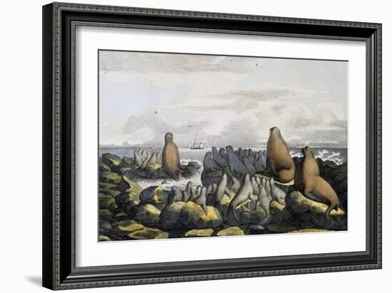 Sea Bears from Saint Paul Island-null-Framed Giclee Print