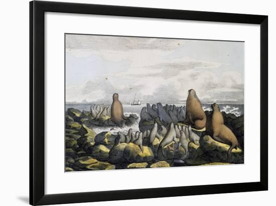 Sea Bears from Saint Paul Island-null-Framed Giclee Print