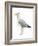 Sea Bird II-Grace Popp-Framed Art Print