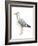 Sea Bird II-Grace Popp-Framed Art Print