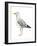 Sea Bird II-Grace Popp-Framed Art Print