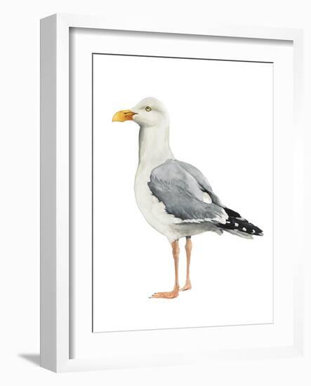 Sea Bird II-Grace Popp-Framed Art Print