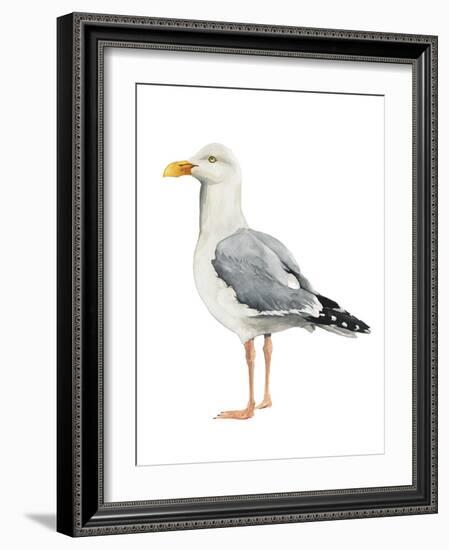 Sea Bird II-Grace Popp-Framed Art Print