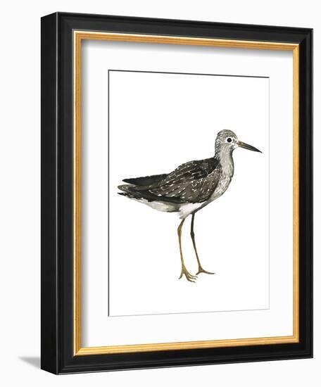 Sea Bird III-Grace Popp-Framed Art Print