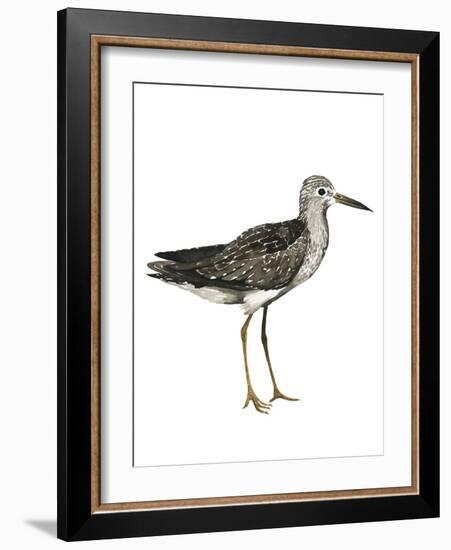 Sea Bird III-Grace Popp-Framed Art Print