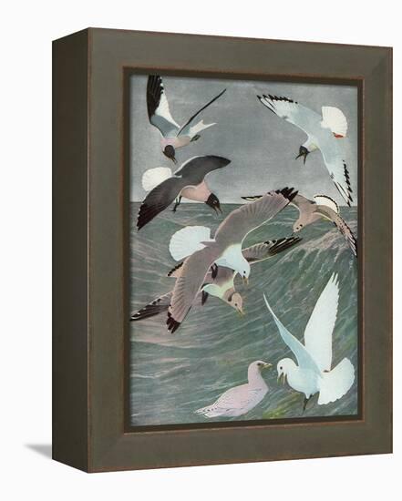 Sea Birds, 1913-Louis Agassiz Fuertes-Framed Premier Image Canvas