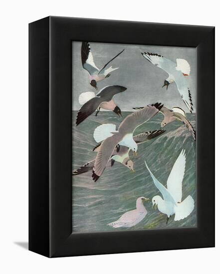 Sea Birds, 1913-Louis Agassiz Fuertes-Framed Premier Image Canvas