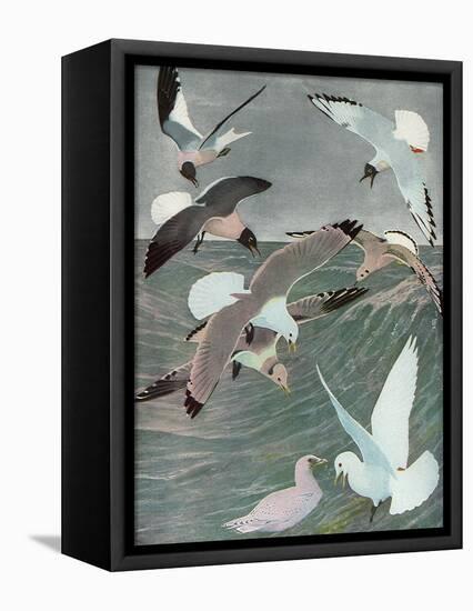 Sea Birds, 1913-Louis Agassiz Fuertes-Framed Premier Image Canvas